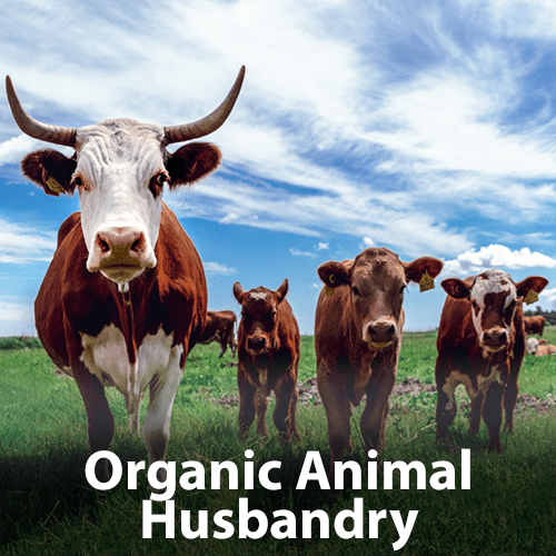 Organic Animal Husbandry